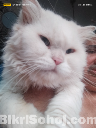 Persian Male Cat